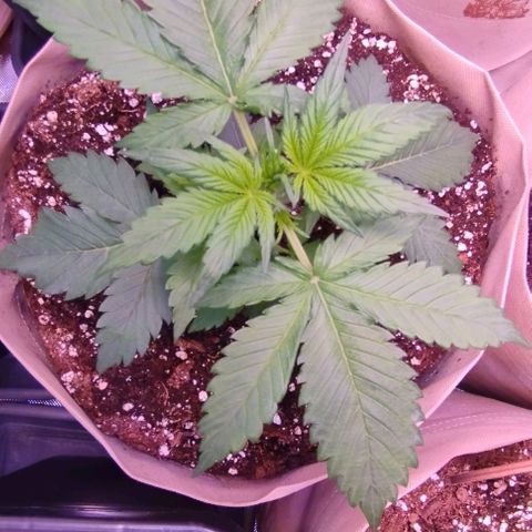 Smart Lady growlog timeline photo