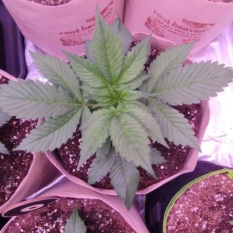 Lemon Cherry Cookies Automatic growlog timeline photo