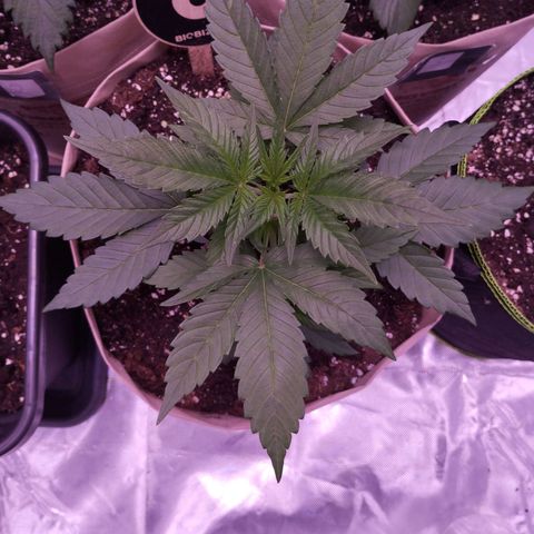 Gorilla Cookies Automatic growlog timeline photo