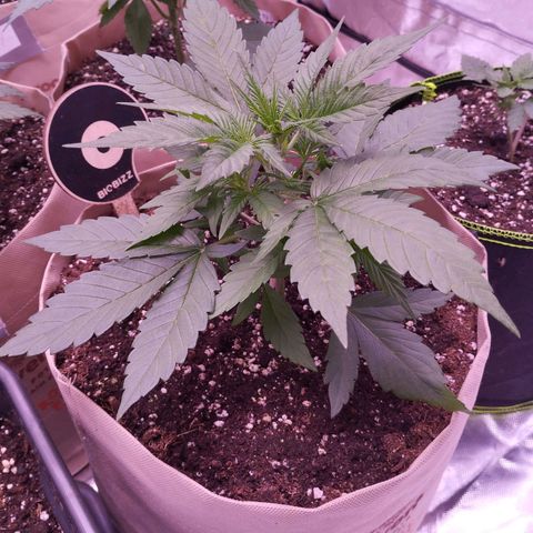 Gorilla Cookies Automatic growlog timeline photo
