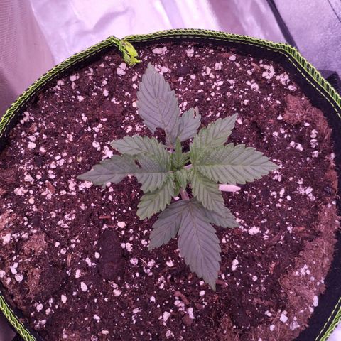 2Fast4Buds Automix 1 growlog timeline photo