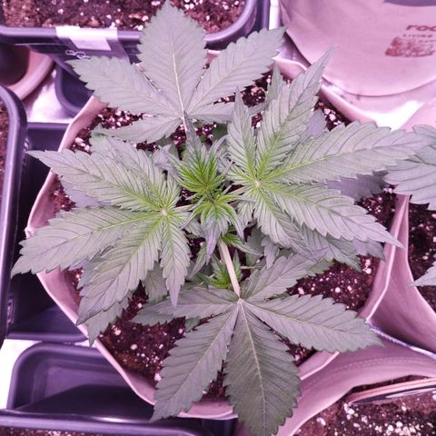 Smart Lady growlog timeline photo