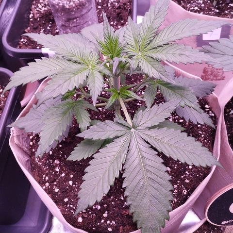 Smart Lady growlog timeline photo