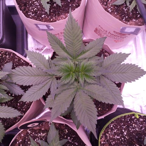 Lemon Cherry Cookies Automatic growlog timeline photo