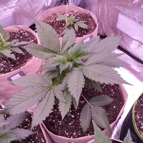 Lemon Cherry Cookies Automatic growlog timeline photo
