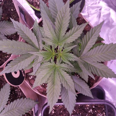 Gorilla Cookies Automatic growlog timeline photo