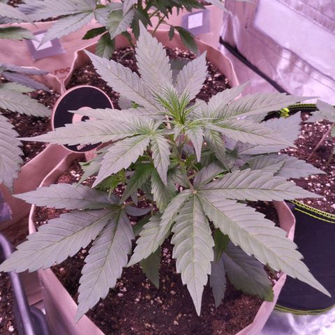 Gorilla Cookies Automatic growlog timeline photo