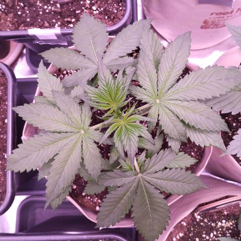Smart Lady growlog timeline photo