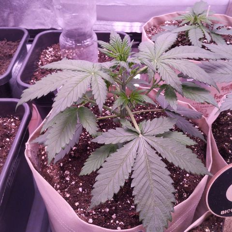 Smart Lady growlog timeline photo