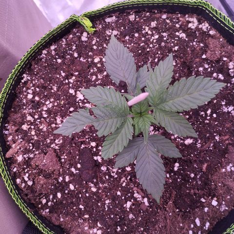 2Fast4Buds Automix 1 growlog timeline photo