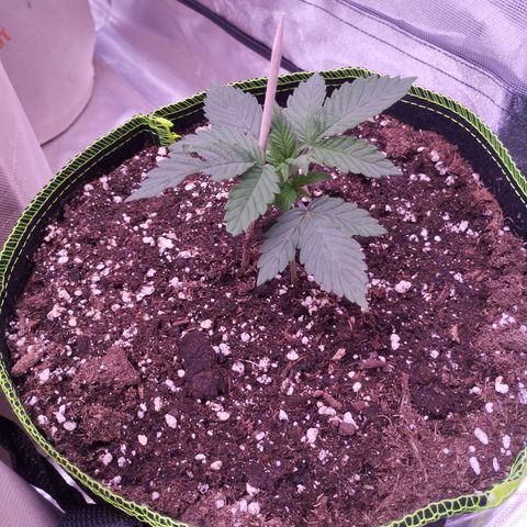 2Fast4Buds Automix 1 growlog timeline photo