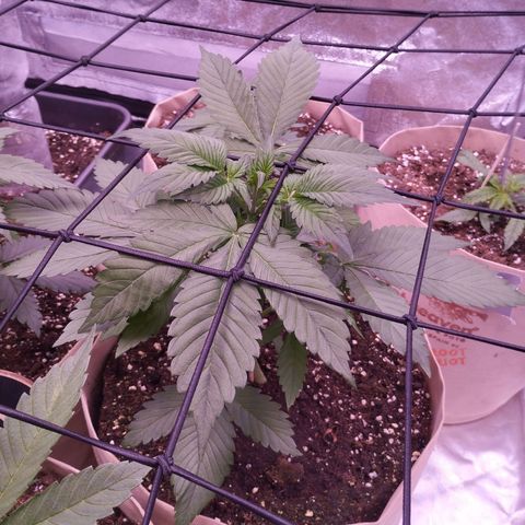 Lemon Cherry Cookies Automatic growlog timeline photo