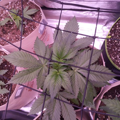 Lemon Cherry Cookies Automatic growlog timeline photo