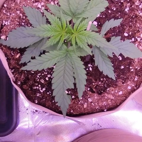2Fast4Buds Automix 4 growlog timeline photo
