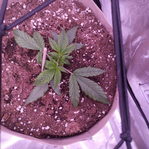 Purple Punch Auto growlog timeline photo