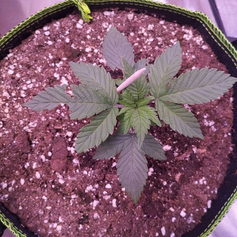2Fast4Buds Automix 1 growlog timeline photo