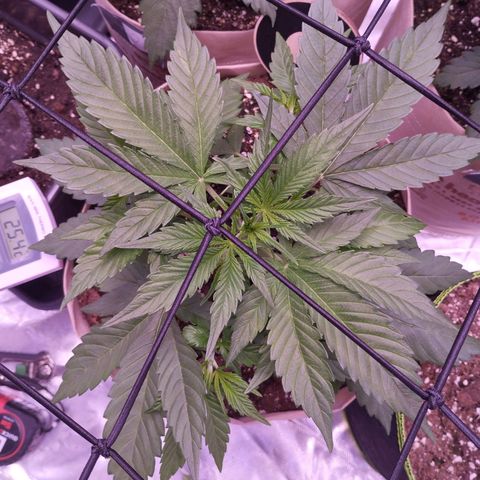 Gorilla Cookies Automatic growlog timeline photo