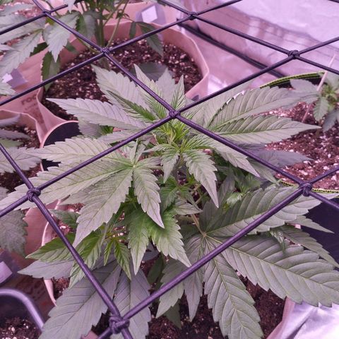 Gorilla Cookies Automatic growlog timeline photo