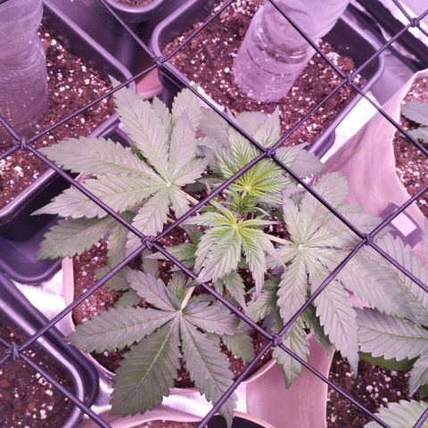 Smart Lady growlog timeline photo
