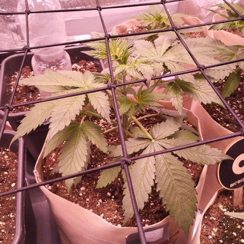 Smart Lady growlog timeline photo