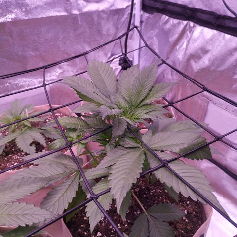 Lemon Cherry Cookies Automatic growlog timeline photo