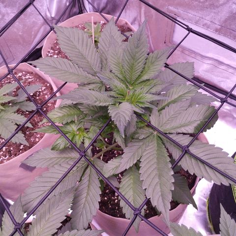 Lemon Cherry Cookies Automatic growlog timeline photo