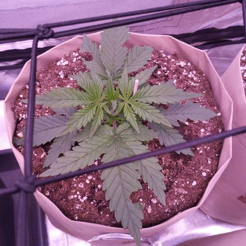 2Fast4Buds Automix 4 growlog timeline photo