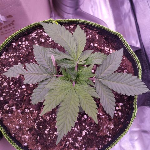 2Fast4Buds Automix 1 growlog timeline photo