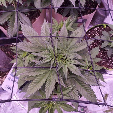 Gorilla Cookies Automatic growlog timeline photo