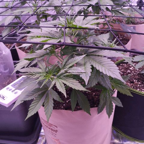 Gorilla Cookies Automatic growlog timeline photo