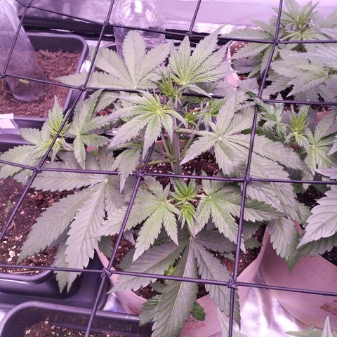 Smart Lady growlog timeline photo