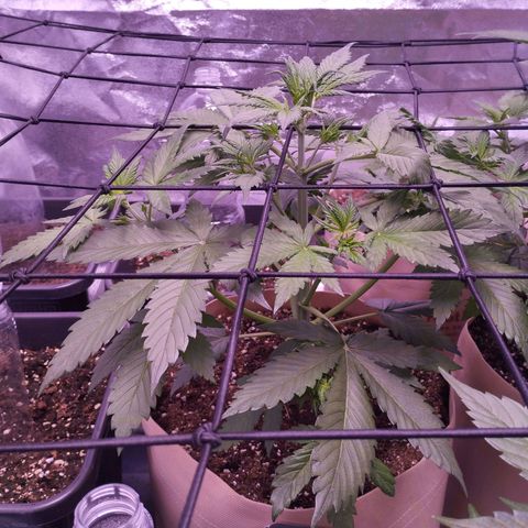 Smart Lady growlog timeline photo