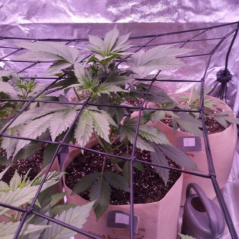 Lemon Cherry Cookies Automatic growlog timeline photo