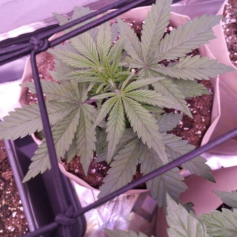 2Fast4Buds Automix 4 growlog timeline photo