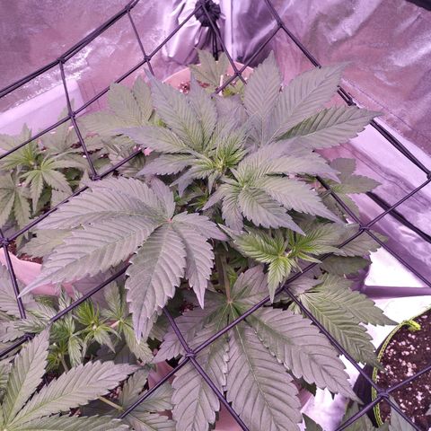 Lemon Cherry Cookies Automatic growlog timeline photo