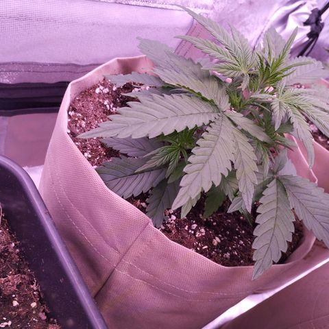 2Fast4Buds Automix 4 growlog timeline photo