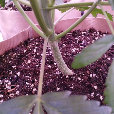 Lemon Cherry Cookies Automatic growlog timeline photo
