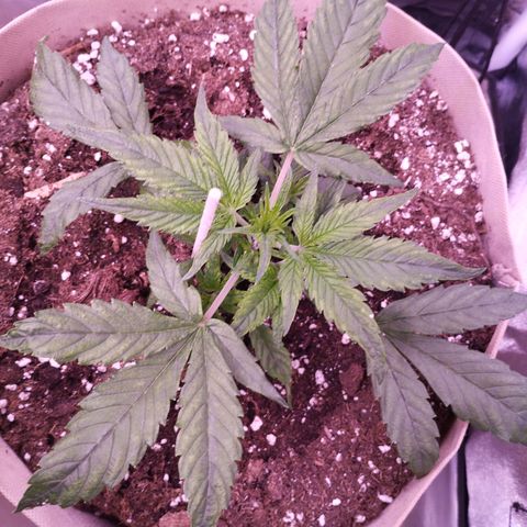 Purple Punch Auto growlog timeline photo