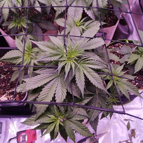 Gorilla Cookies Automatic growlog timeline photo