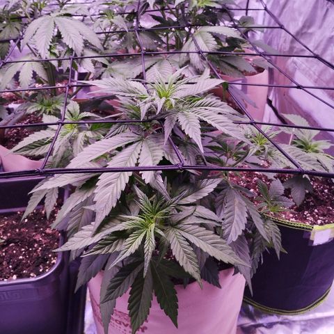 Gorilla Cookies Automatic growlog timeline photo