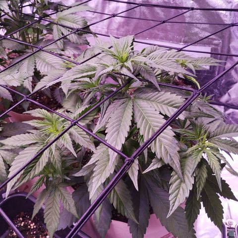 Gorilla Cookies Automatic growlog timeline photo