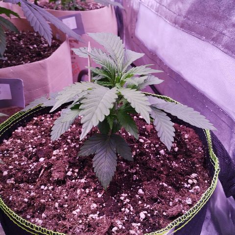 2Fast4Buds Automix 1 growlog timeline photo