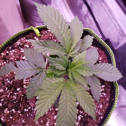 2Fast4Buds Automix 1 growlog timeline photo