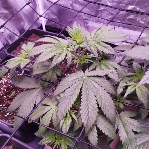 Smart Lady growlog timeline photo