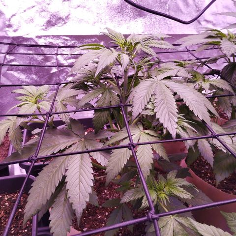 Smart Lady growlog timeline photo