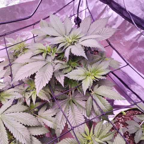 Lemon Cherry Cookies Automatic growlog timeline photo