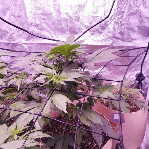 Lemon Cherry Cookies Automatic growlog timeline photo
