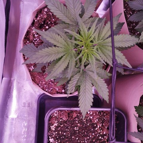 2Fast4Buds Automix 4 growlog timeline photo