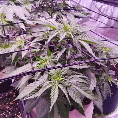 Gorilla Cookies Automatic growlog timeline photo