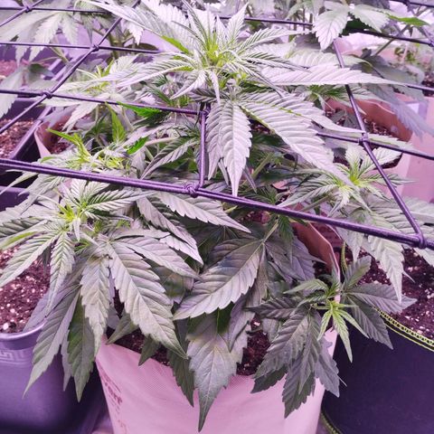 Gorilla Cookies Automatic growlog timeline photo